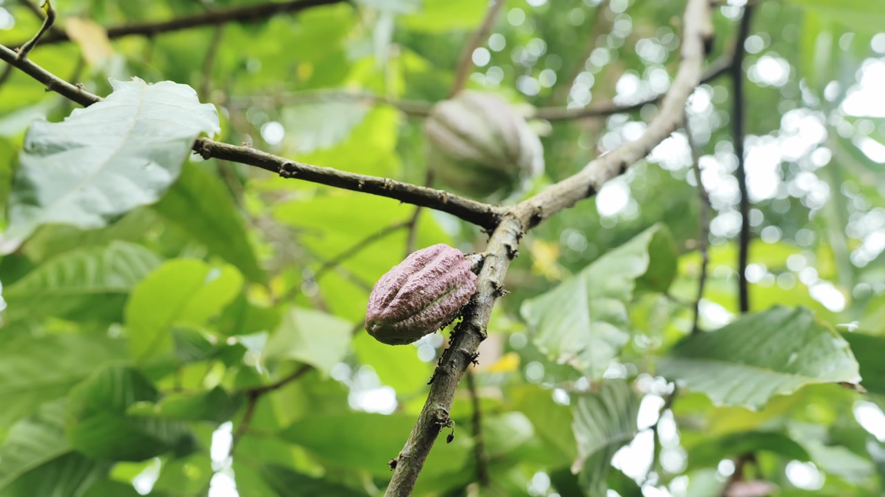 Cacao pods on branch with shifting focus revealing depth in lush green forest