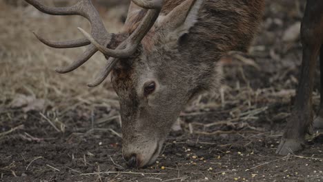 Rotwild,-Das-Sich-Auf-Waldboden-Im-Omega-Park-In-Quebec,-Kanada-Ernährt---Nahaufnahme,-Zeitlupe