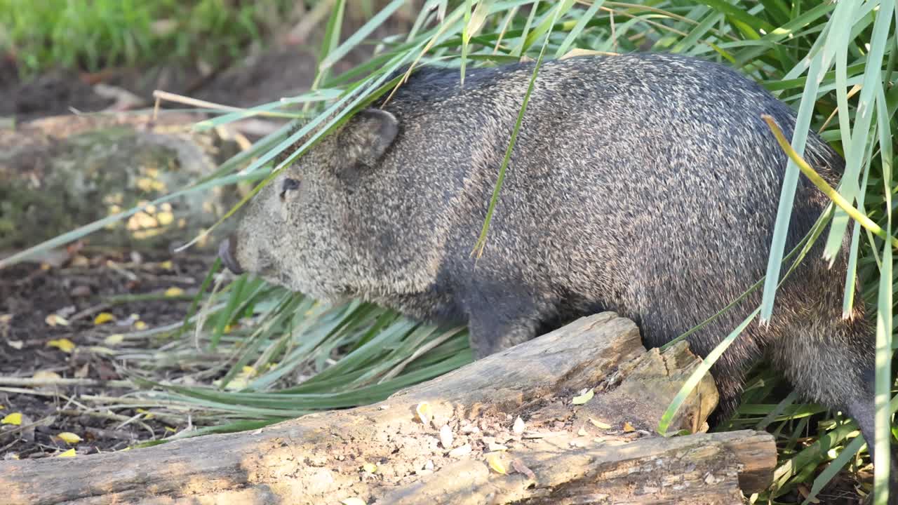 높은 잔디 를 가로질러 항해 하는 야생 돼지