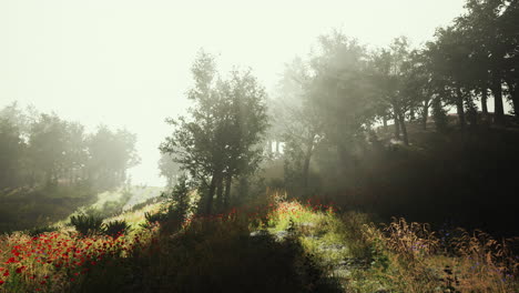Fog-morning-over-the-meadow-near-the-forest-hyperlapse