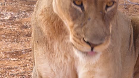 extreme close up of a beautiful african female lion lying down on the ground namibia