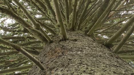 huge spruce with big branches