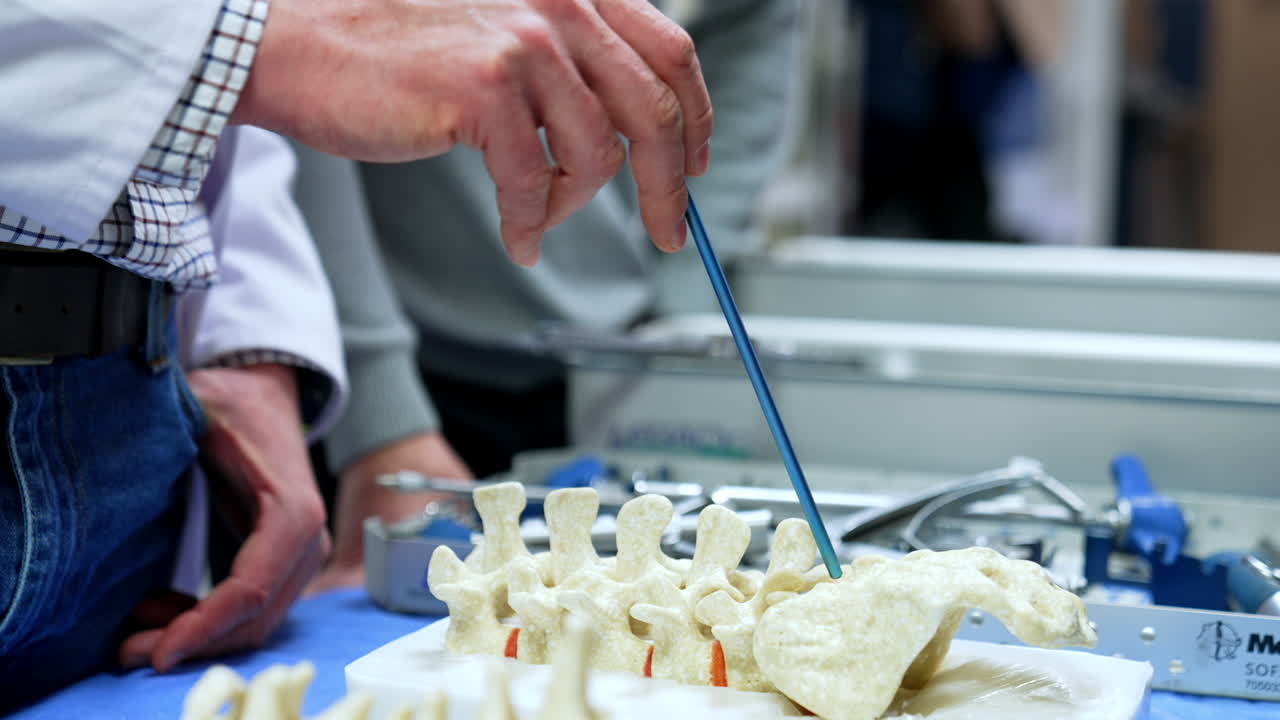Unrecognized man points at the spine dummy with a blue pointer. Educator teaches neurosurgery.