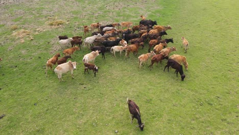 Las-Imágenes-Aéreas-Se-Acercan-A-Un-Pequeño-Rebaño-De-Vacas-Que-Pastan-Al-Borde-De-Las-Rocas-Y-El-Prado