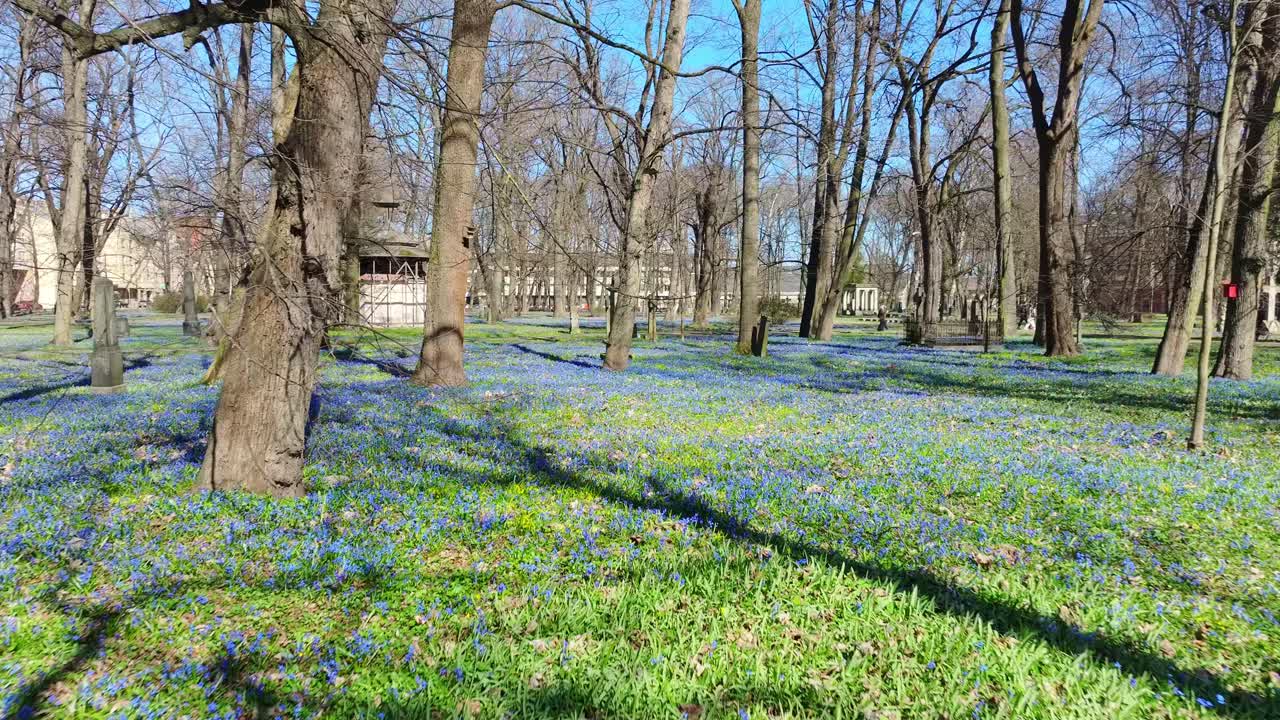 Brasas cemetery transforms into a blooming meadow of blue snowdrops in Riga
