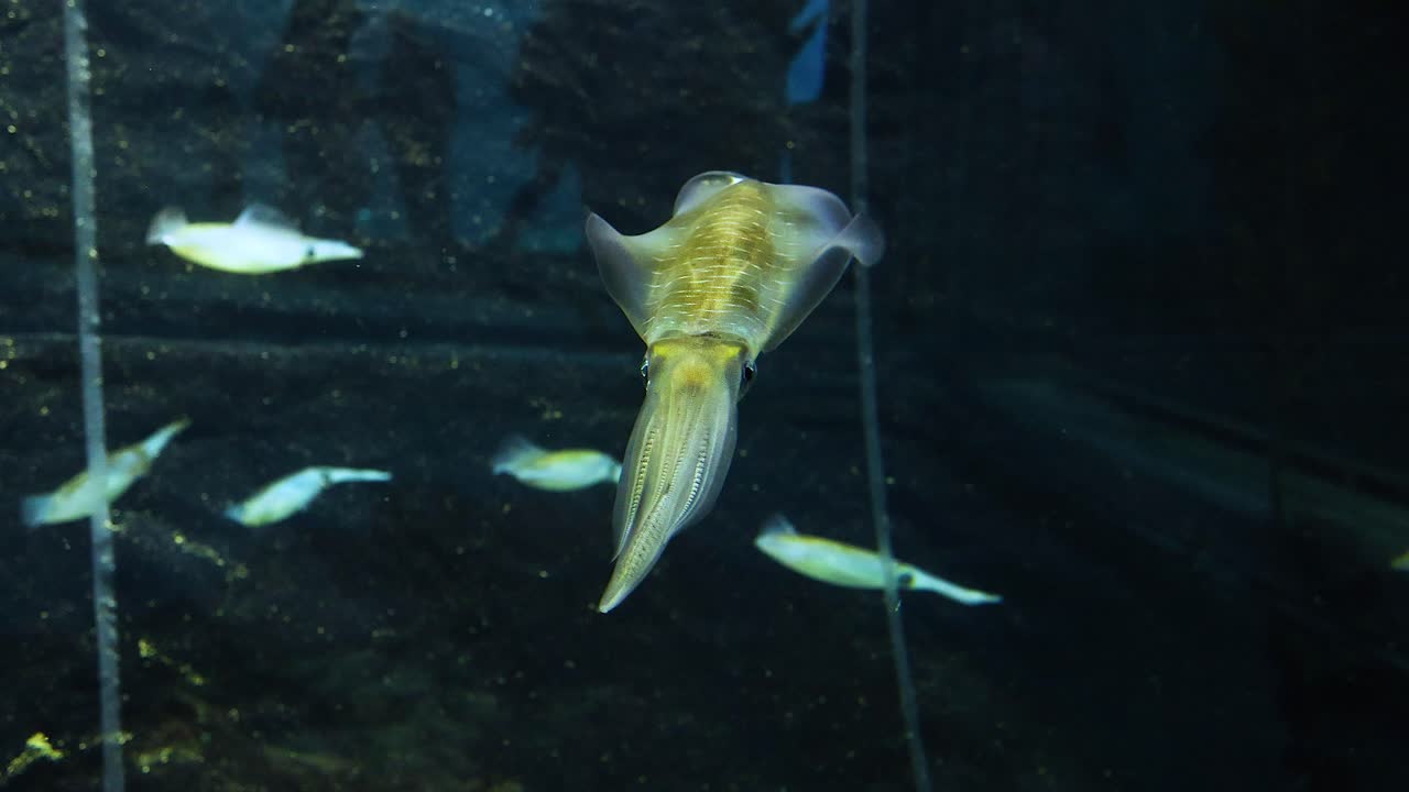 오징어는 물고기 무리 사이에서 우아하게 움직입니다.