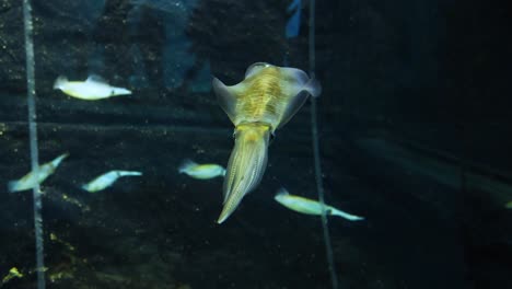calamares que se mueven con gracia entre un banco de peces