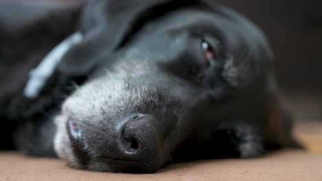 un primer plano, enfoque detallado en la nariz de un perro negro senior dormido mientras se encuentra en el piso de la casa