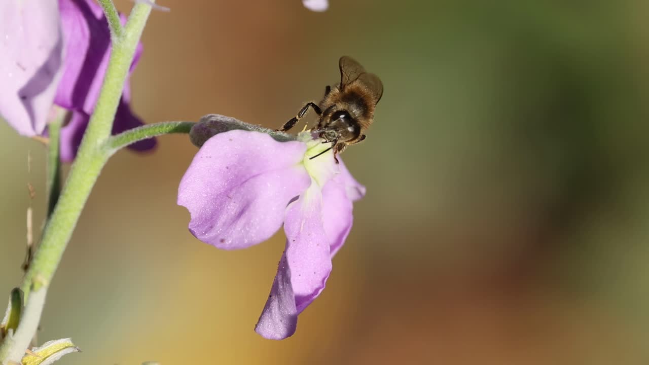 A honeybee delicately collects nectar from vibrant purple flowers, showcasing close-up interactions in nature.