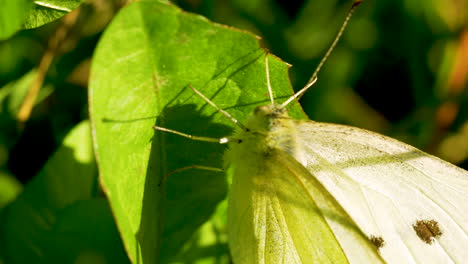 Mariposa-Blanca-De-Repollo-Encaramada-En-Hoja-Verde---Primer-Plano-Macro