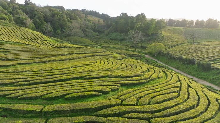 Panoramic aerial landscape at green tea field terraces, skyline, Azores Portugal
