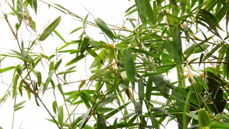 Tropical-green-waving-bamboo-tree-branch-blowing-in-wind-natural-relax-background-concept-with-sunlight,-abstract-and-bokeh