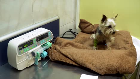 dog with a catheter in a vet at the clinic