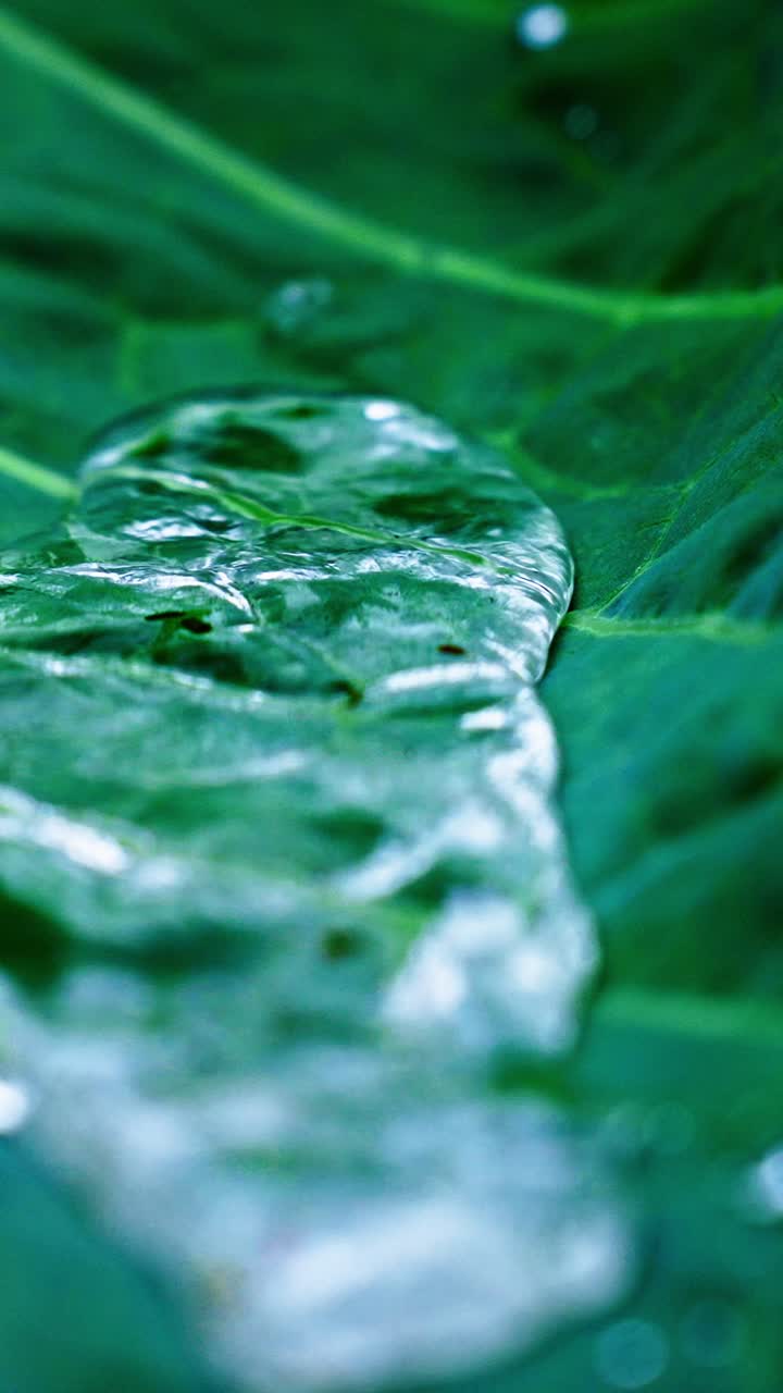 Dew drops rest on the vibrant green leaves, capturing sunlight and creating a sparkling effect. The tranquil garden offers a peaceful atmosphere as nature awakens