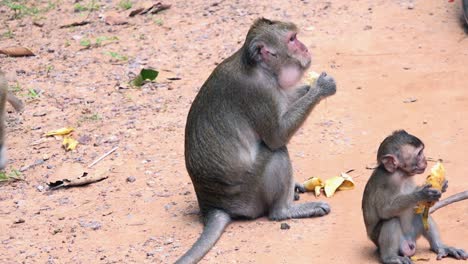 macaque monkeys sat in the dirt eating bananas