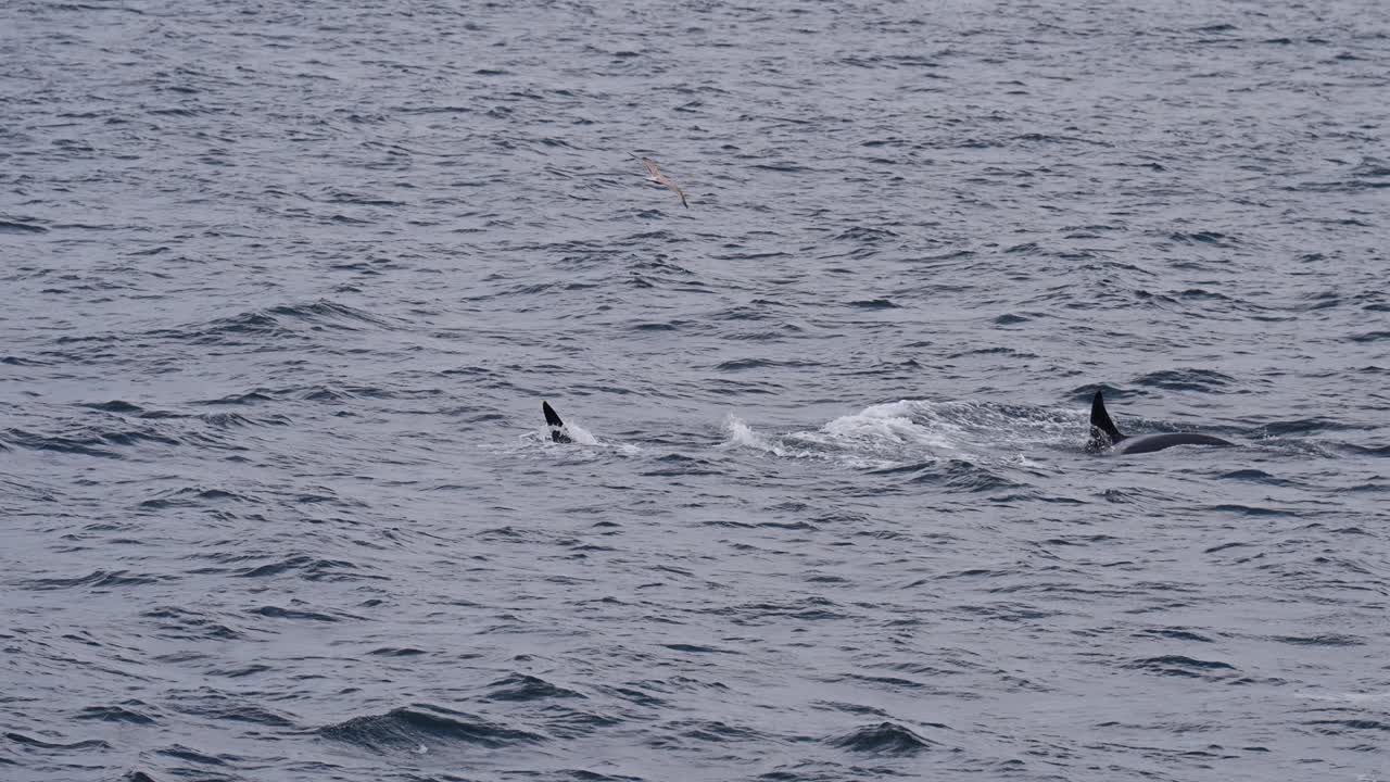 Orcas swimming together in Vestarelen, Norway, outdoors, showing wildlife and freedom