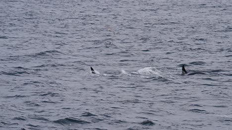 orcas swimming together in vestarelen, norway, outdoors, showing wildlife and freedom