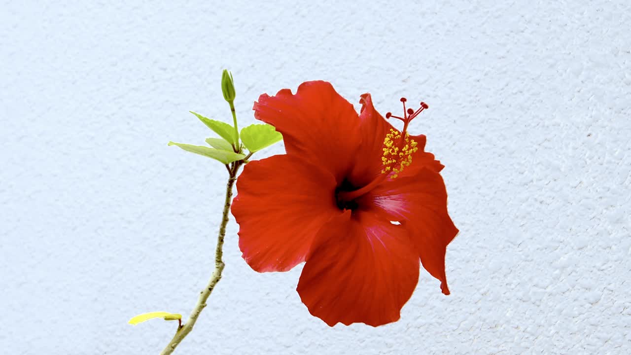 Fiori di ibisco che sbocciano su corde. Bellissimi fiori che sbocciano nella zona subtropicale di Okinawa.