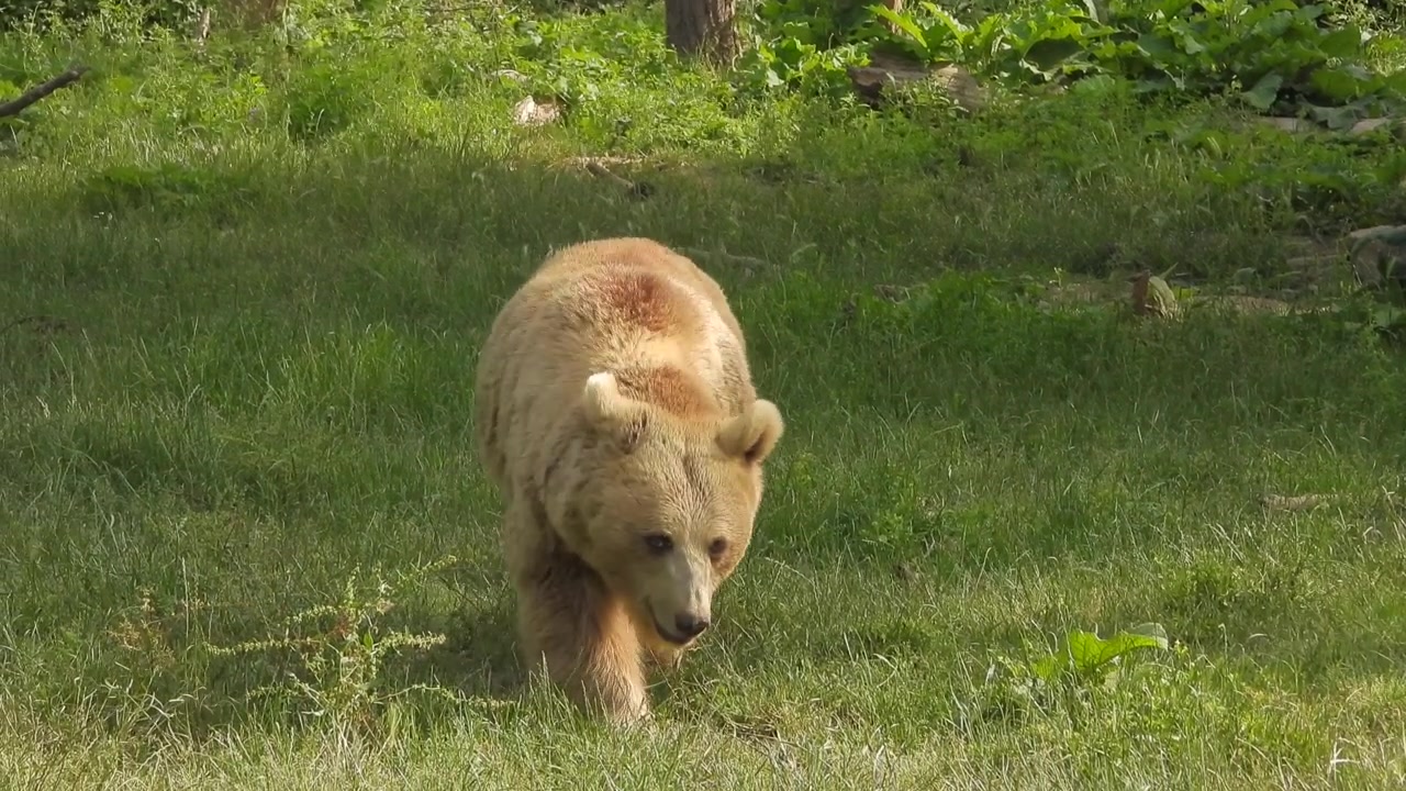 Orso bruno che cammina attraverso una radura erbosa nella foresta
