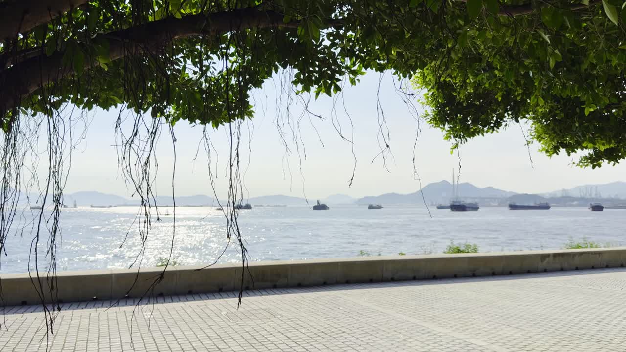 Footage of the ocean viewed through tree branches, capturing the tranquil sea, natural framing, and coastal landscape. Perfect for nature, travel, and serene outdoor scenes