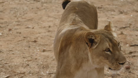 amazing wildlife lioness walking off camera