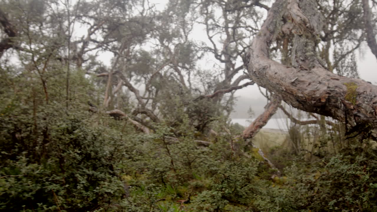 cloud forests and vegetation, steady cam