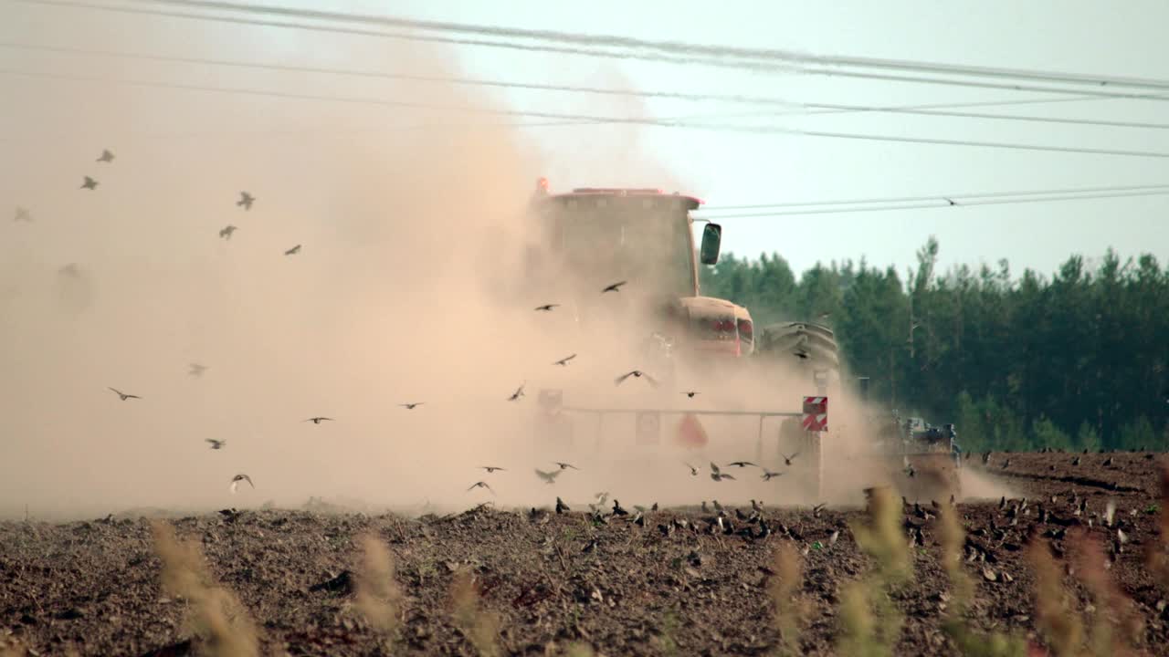 aves negras volando en una nube de polvo detrás de un tractor que araba el suelo, comen gusanos y otros insectos que viven en el suelo