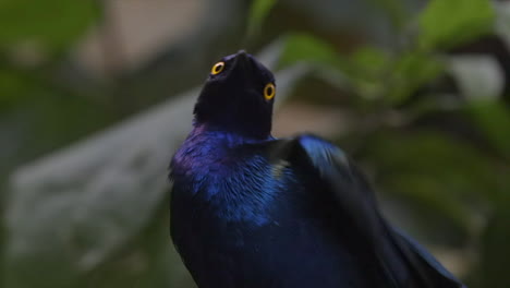 close up portait of purple starling