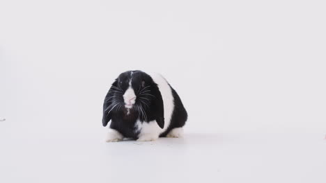 studio portrait of miniature black and white flop eared rabbit feeding on white background