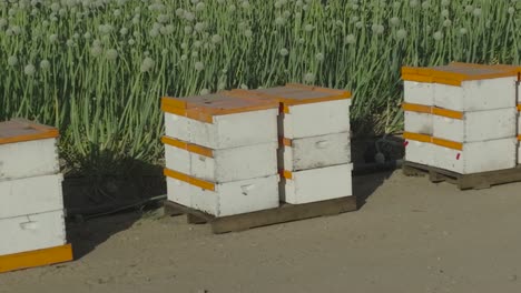 aerial pull back reveal of beehives in front of a green onion field on a sunny day