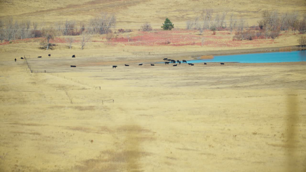 계곡 에 있는 소 들, 저수지 근처 에 서 있는 소 들