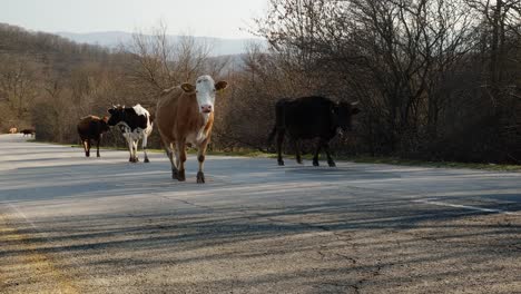 herd of cows with cowbells and tagged ears walking uphill left to right on a tarmac country road in slow motion in bulgarian countryside daylight time in march