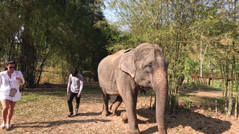 un elefante pasa mientras la gente mira de cerca.