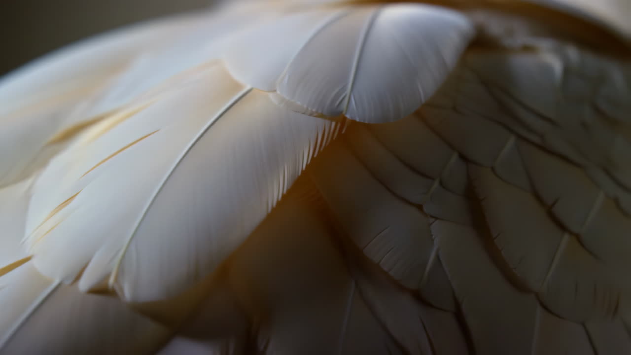 primer plano de las plumas de los pájaros