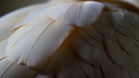 close-up of bird feathers