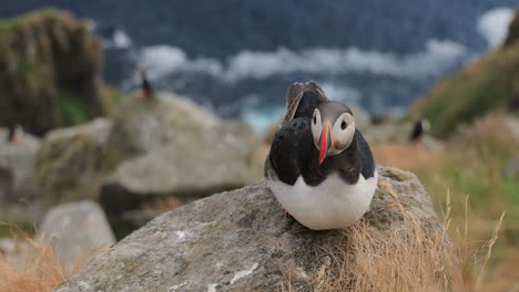 atlantic puffin (fratercula arctica), on the rock on the island of runde (norway).