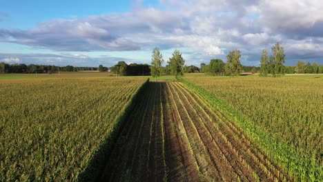 Half-harvested-corn-field,-low-aerial-dolly-in-on-golden-hour