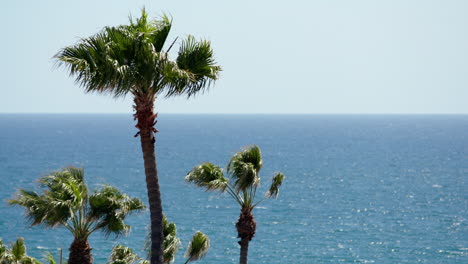 Lange-Objektivaufnahme-Von-Palmen-Mit-Blauem-Himmel-Und-Meer-Im-Hintergrund