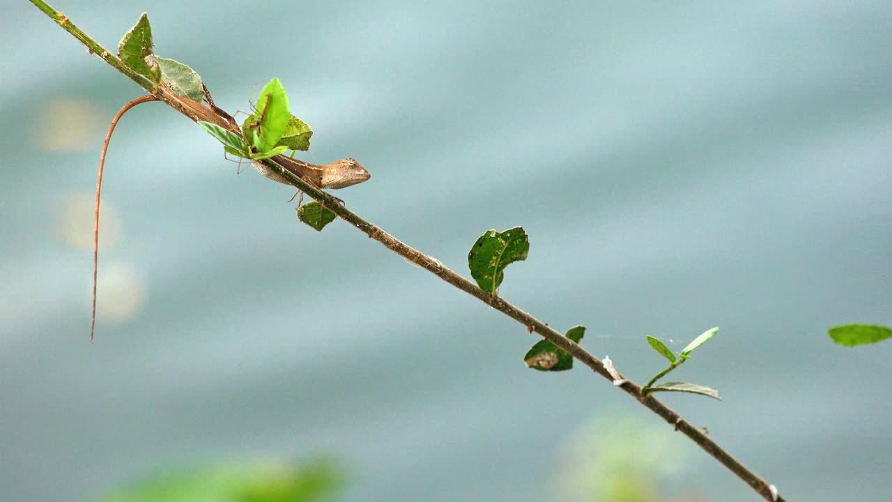 Medium Shot of Lizard on a Twig Swaying in the Wind With a Spider Hiding Behind a Leaf And Out of Focus Waves Moving in the Background From a Lake