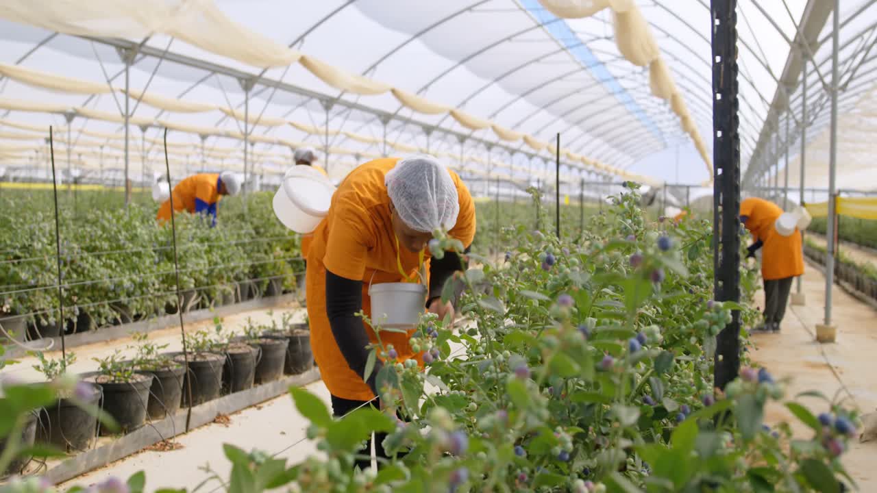 블루베리 농장 4k에서 블루베리를 따는 노동자들