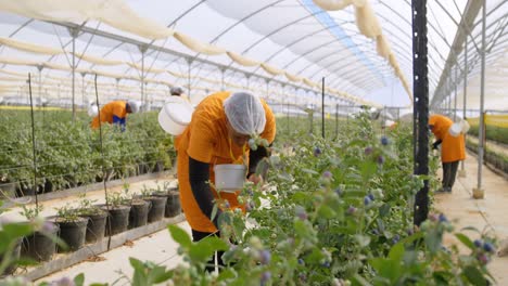 Workers-picking-blueberries-in-blueberry-farm-4k