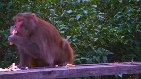 A-female-monkey-in-the-park-eating-waste-pieces-of-bread-dropped-by-the-people,-Close-up-view,-trees-in-the-background-with-green-leaves