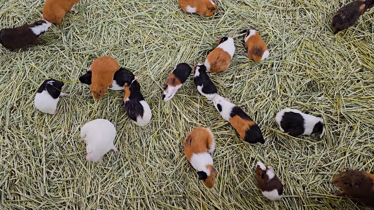Top View Of A Colorful Guinea Pigs Inside Cage With Bed Of Hay Straw