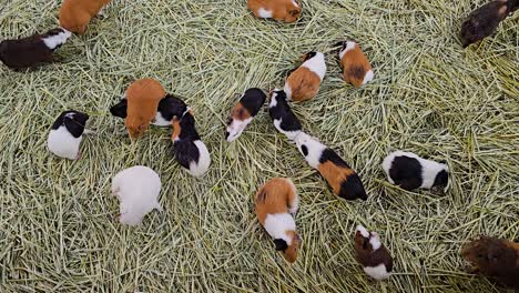 top view of a colorful guinea pigs inside cage with bed of hay straw