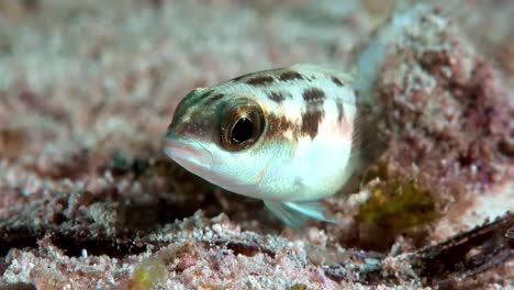 伊斯圖斯戈比 (isthmus goby)