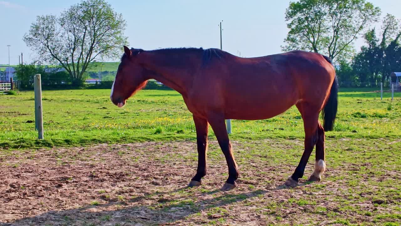 Bellissimo cavallo marrone fermo in un campo agricolo recintato in una splendida giornata di sole