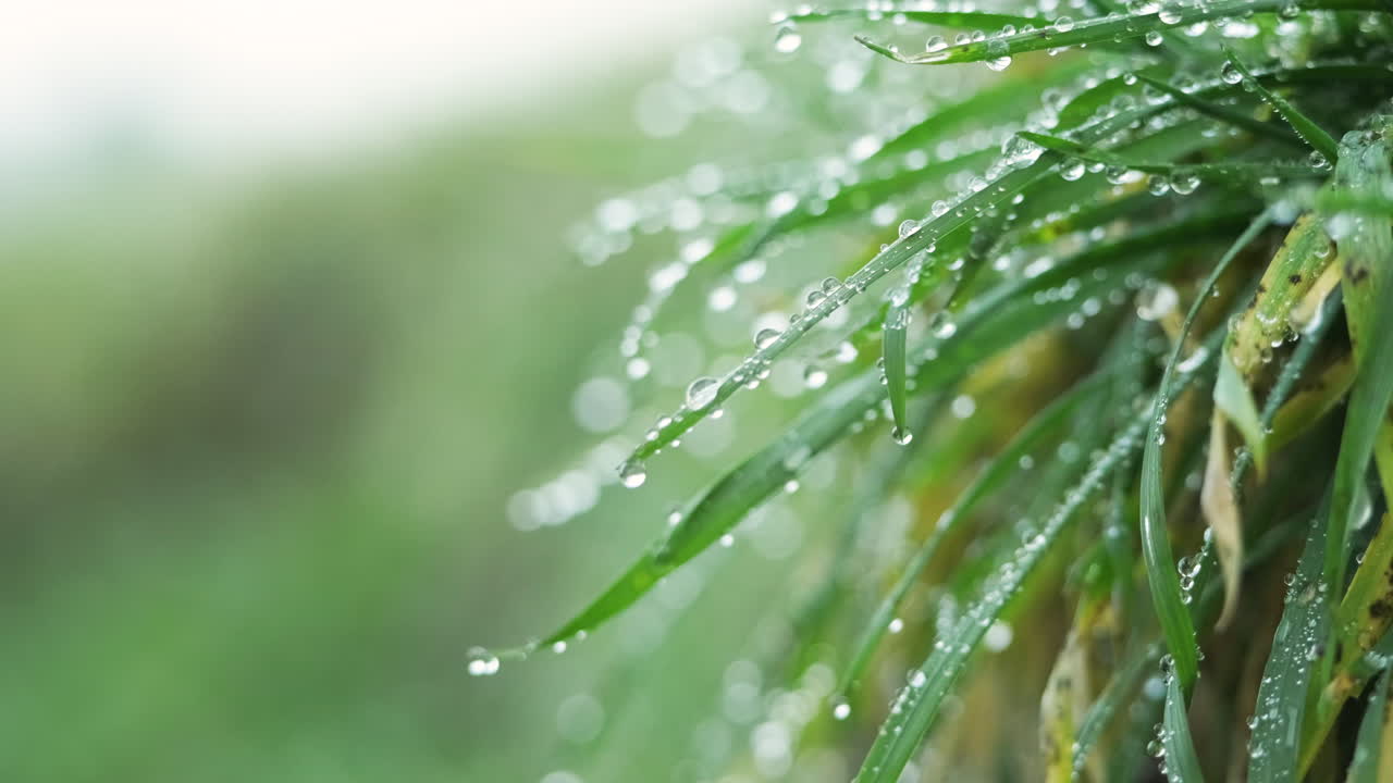 겨울에 물방울이 있는 풀밭에 있는 녹색 술