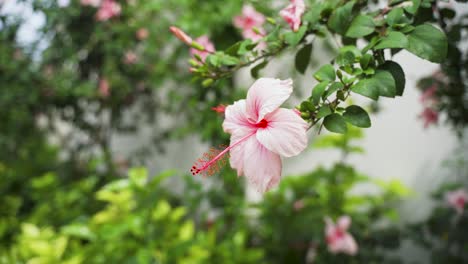 Pink-flowering-hibiscus-flowing-in-the-wind