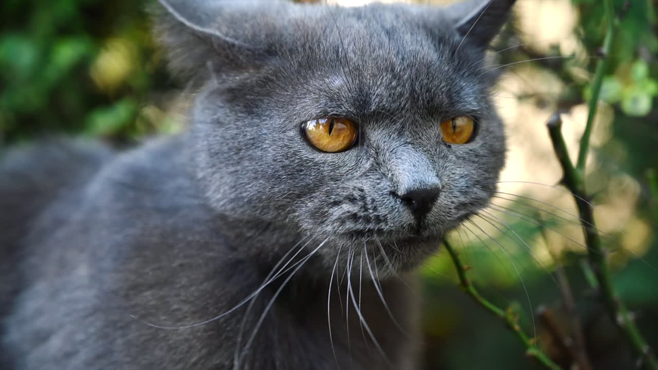 Dark british fold cat playing in the garden and eating a tree branch, slow motion