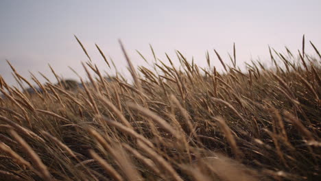 Nahaufnahme-Von-Langem-Gras,-Das-Bei-Sonnenuntergang-Im-Wind-Weht